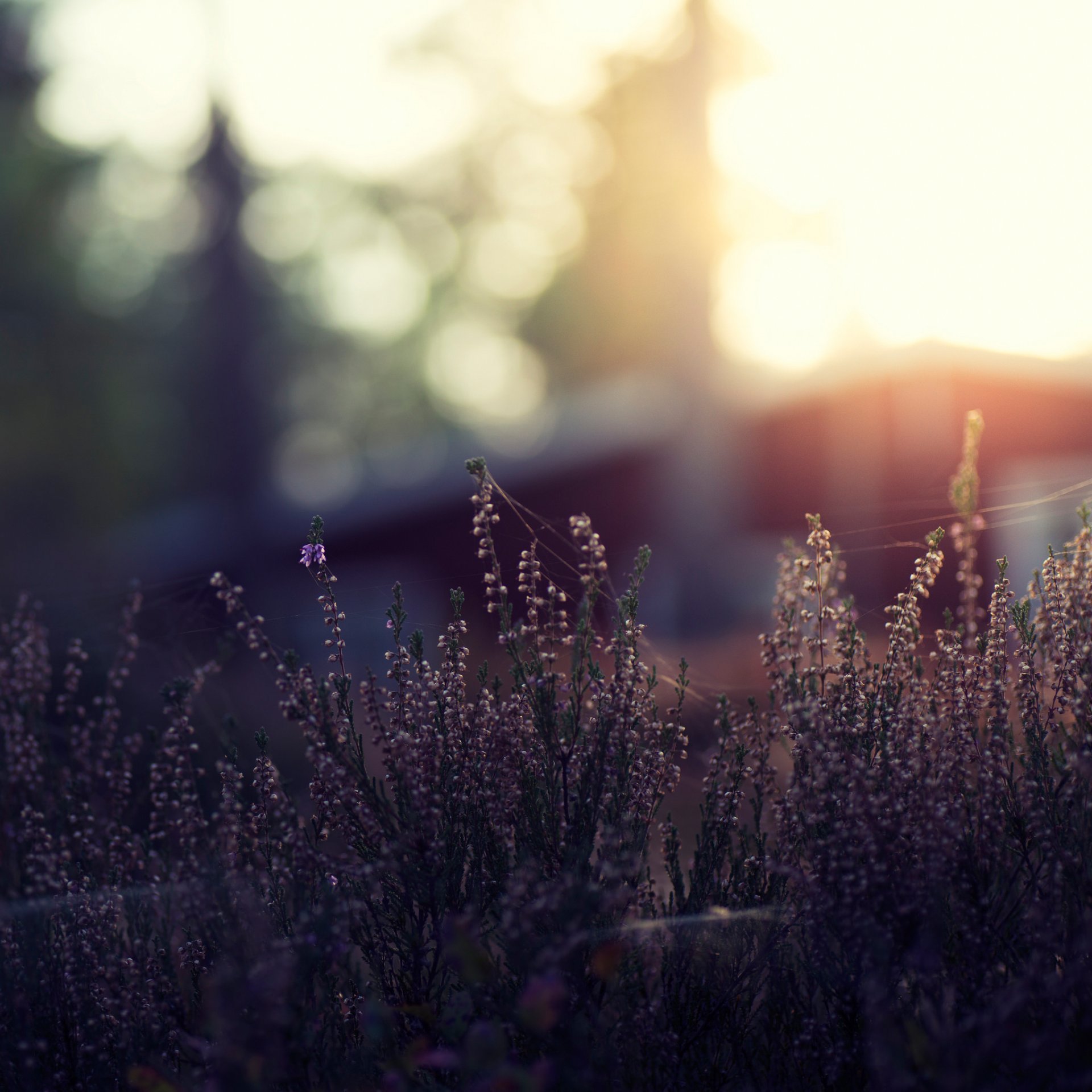 gros plan herbe fleurs bokeh faits saillants