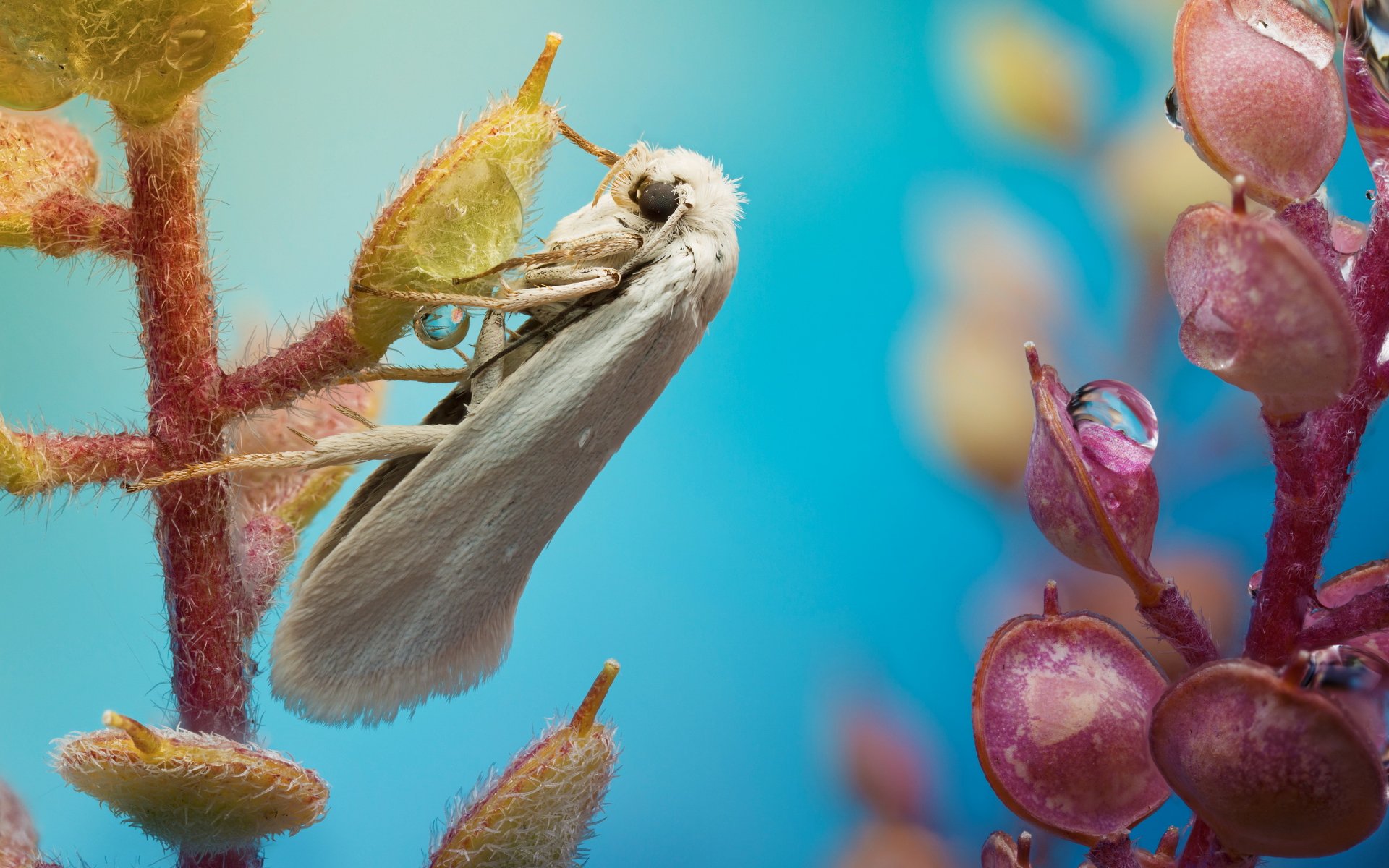 roślina krople motyl ćma