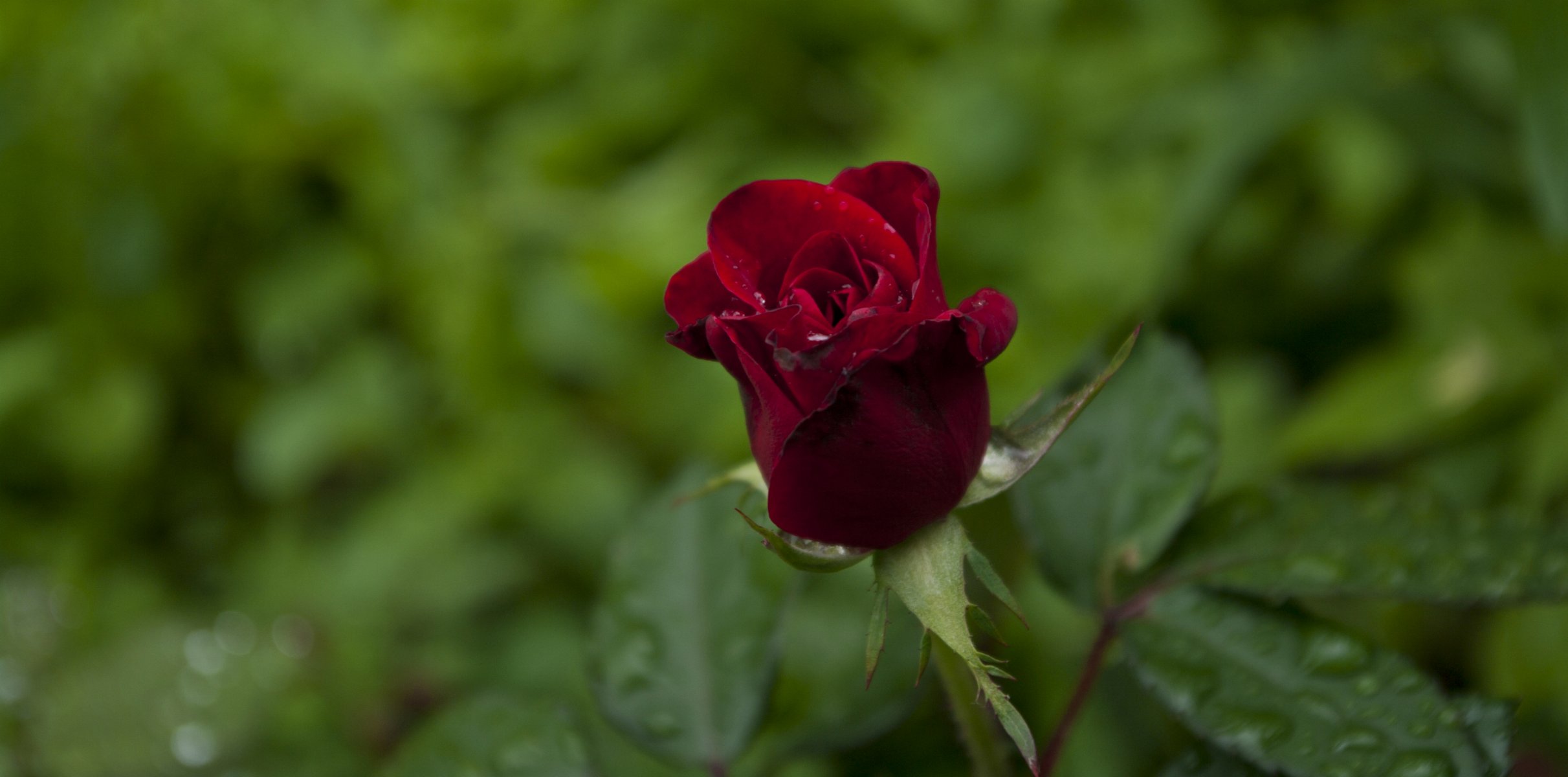 blumen pflanzen rose blume natur blätter makro blütenblätter tropfen