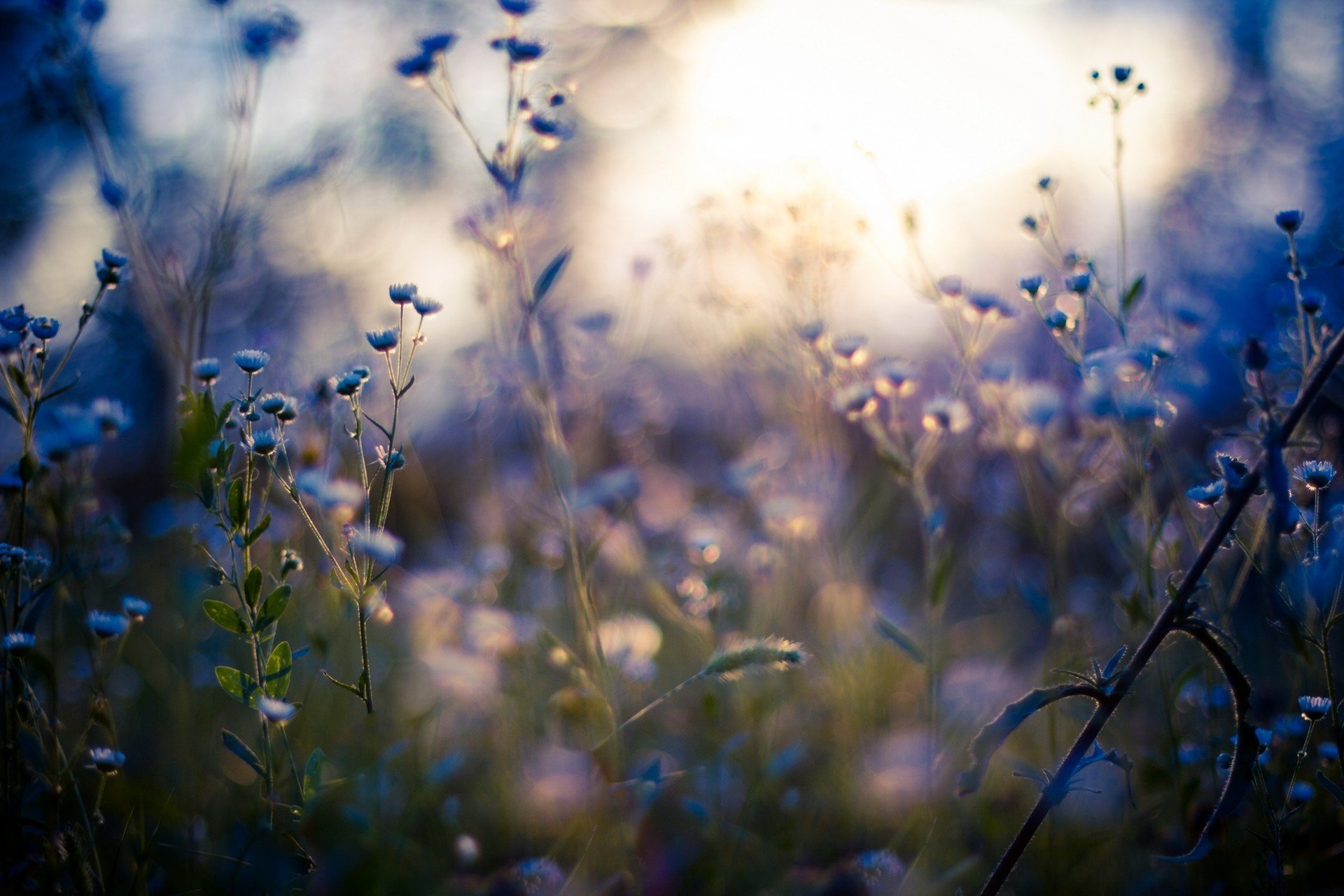 makro licht makro wildblumen