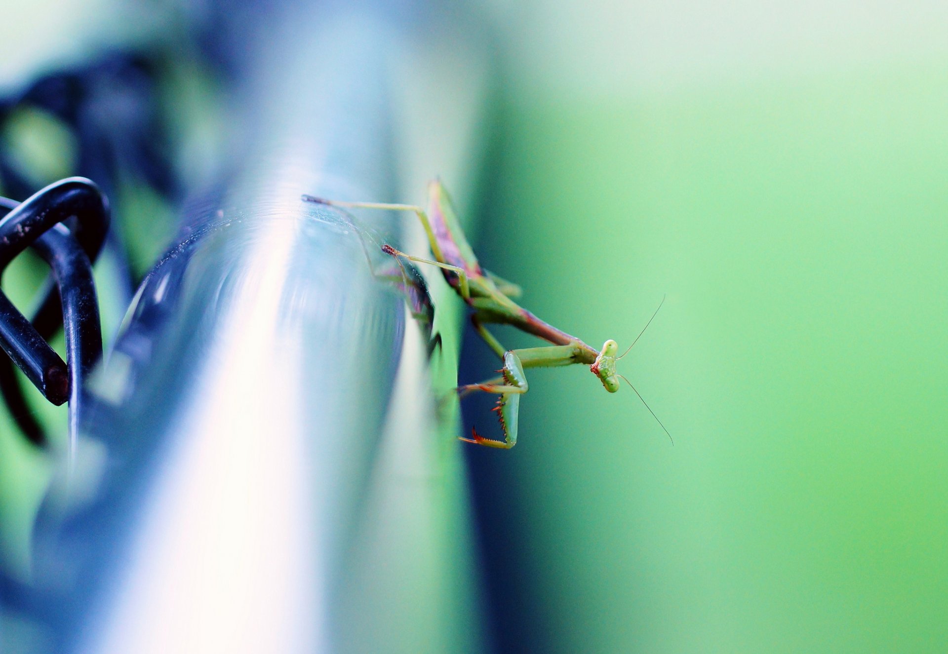 oberfläche metall rohr insekt mantis hintergrund