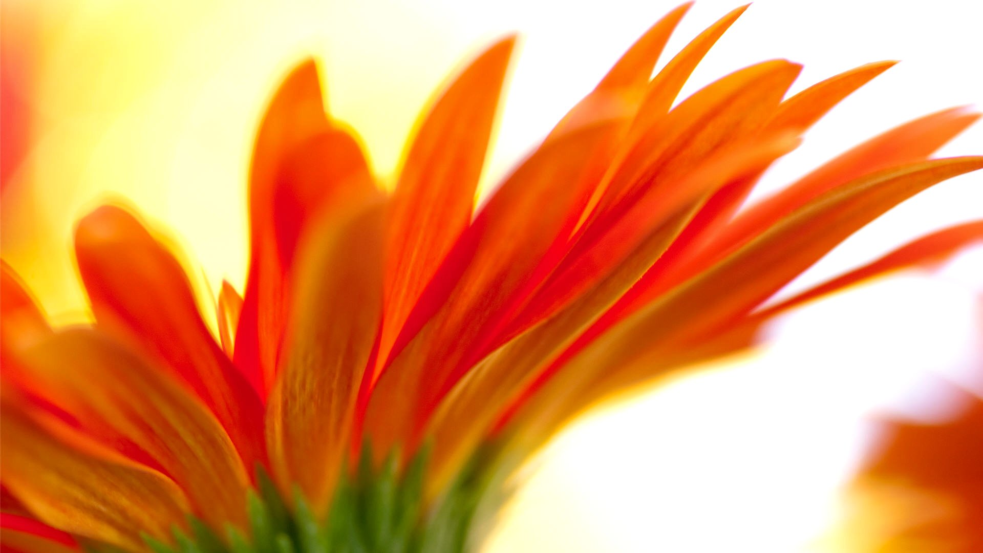 flower petals blur nature