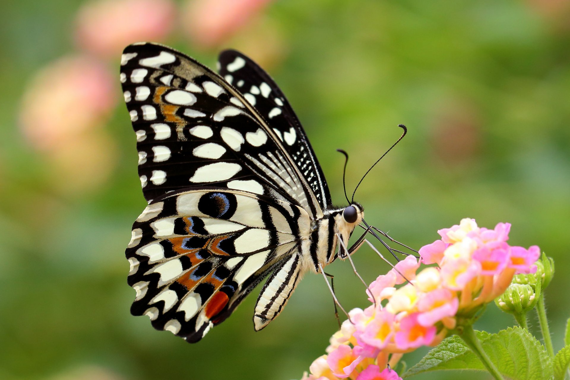 blume schmetterling flügel