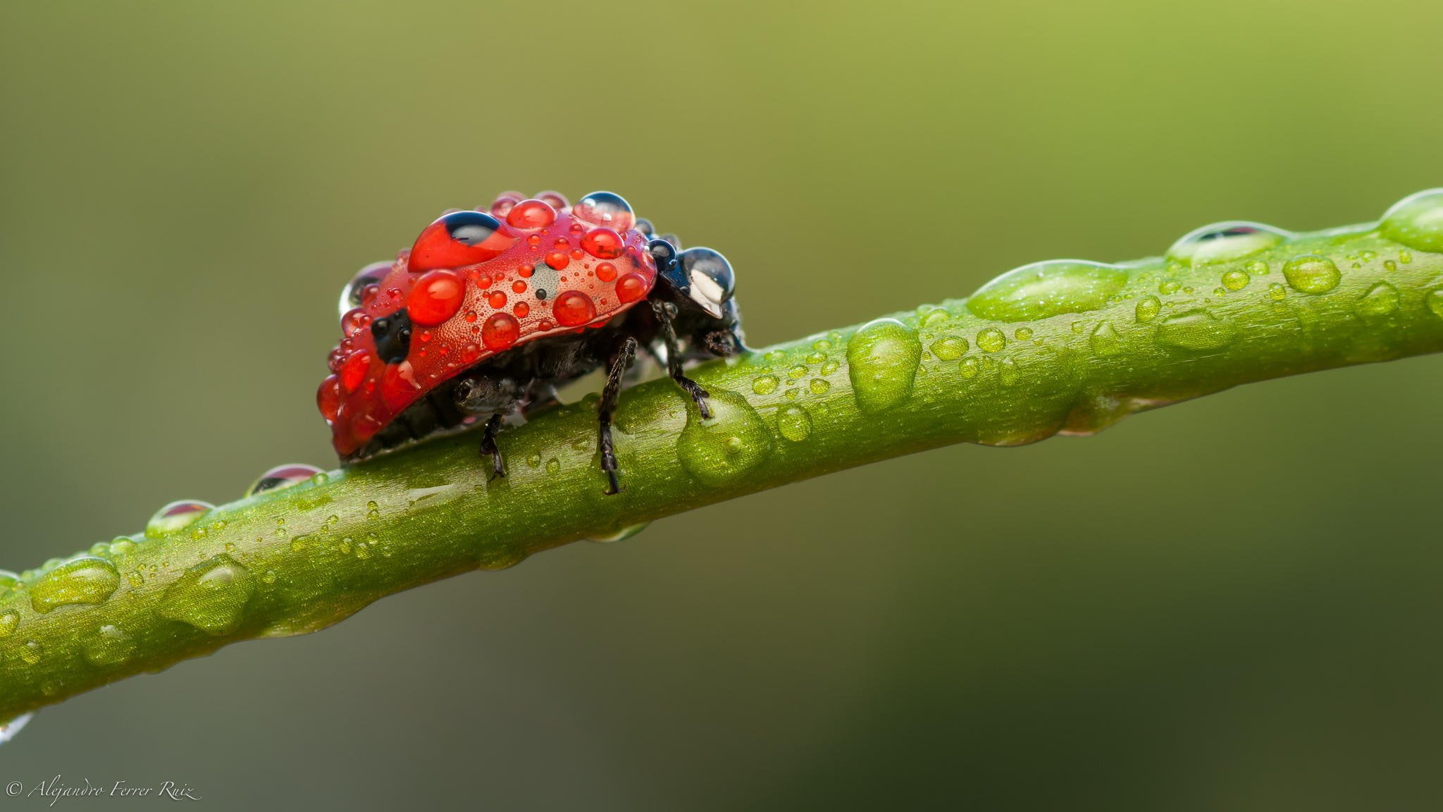 coccinella insetto macro gambo rugiada