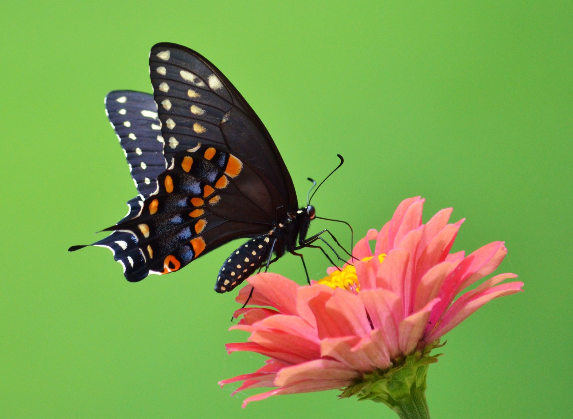 mariposa alas alas abiertas antenas flor pétalos verde probóscide antenas verde