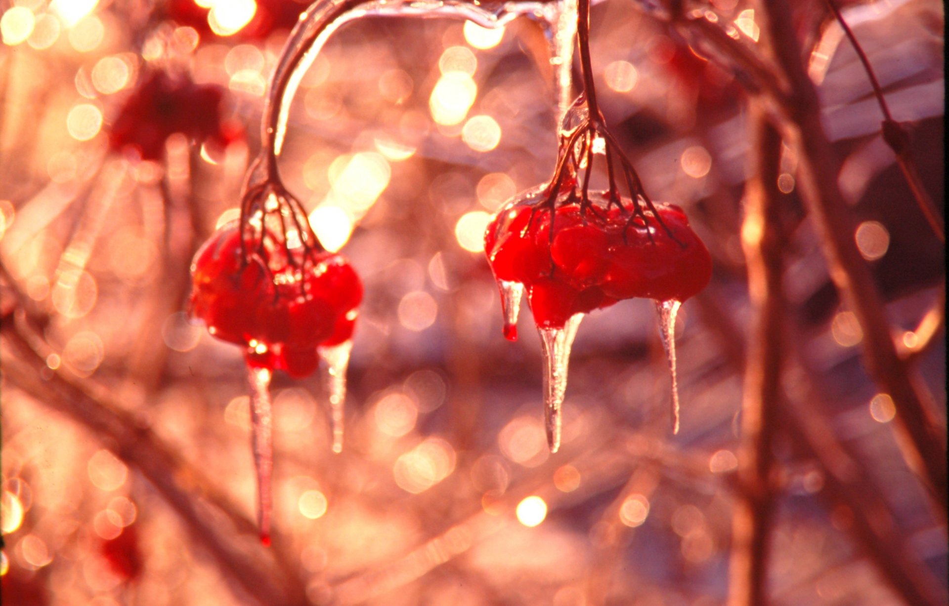 close up kalina winter berries scarlet icicles next reflections shine