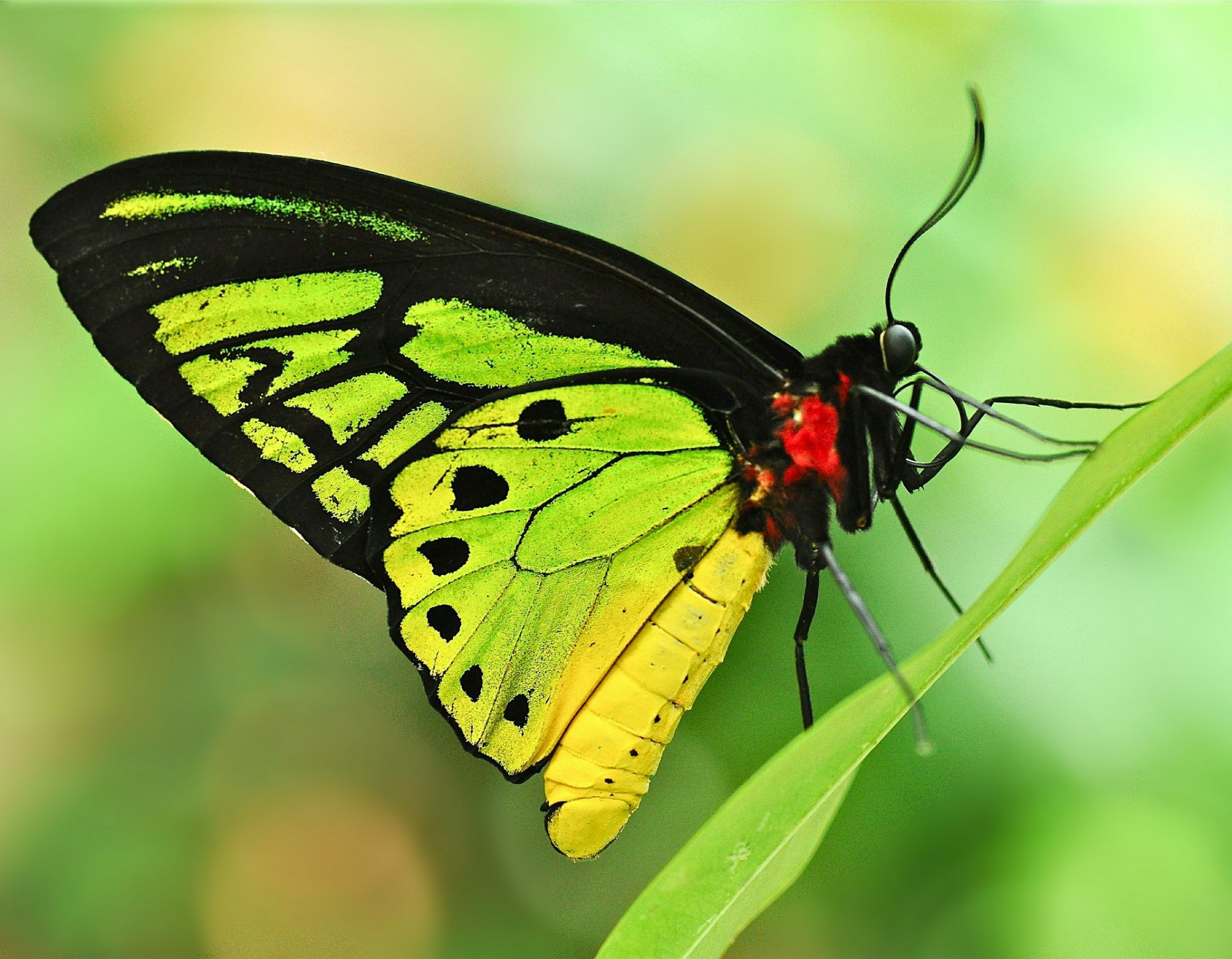 blatt gras schmetterling hintergrund