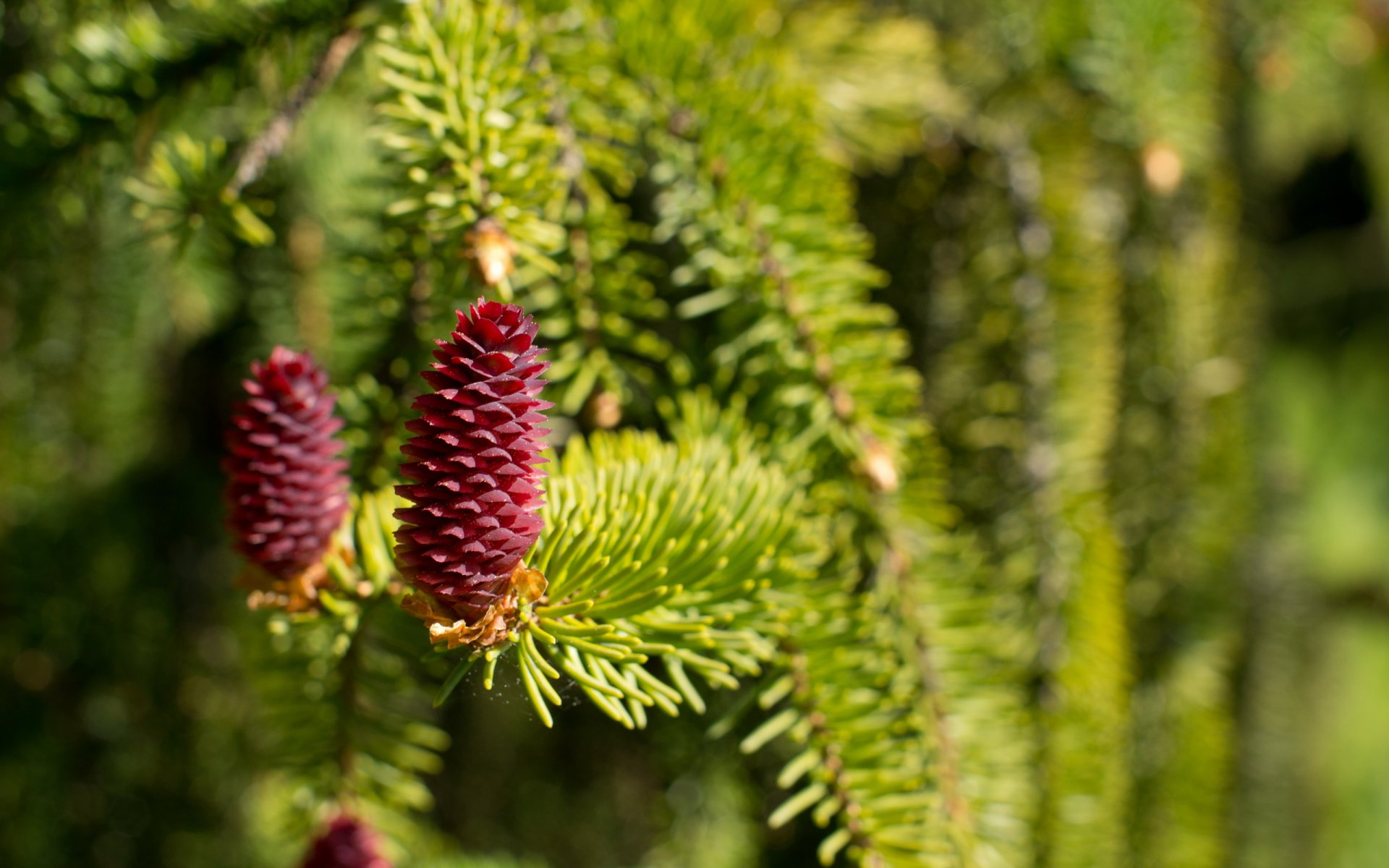 fichte zapfen frühling makro