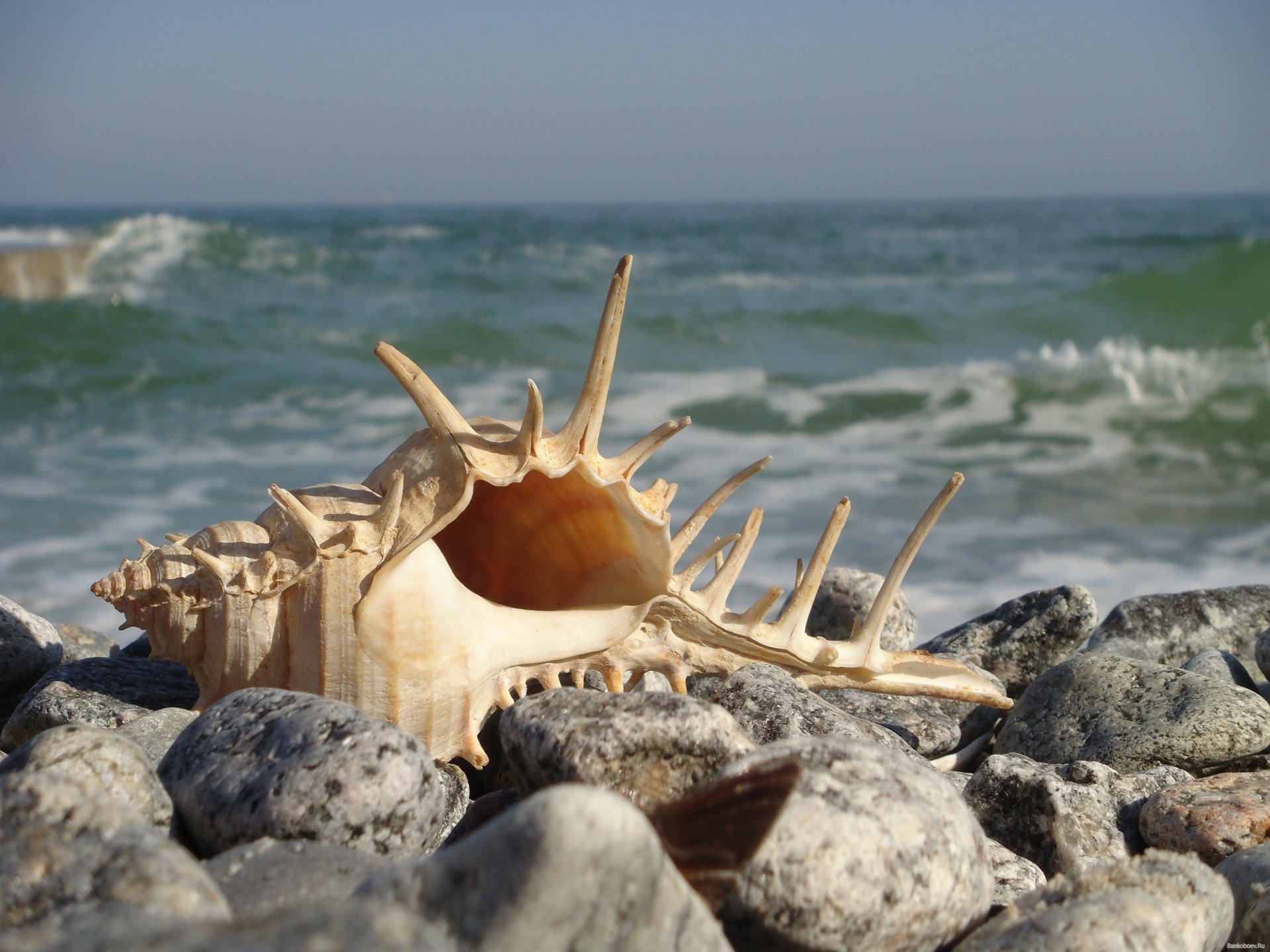 océan côte coquillage pierres gros plan