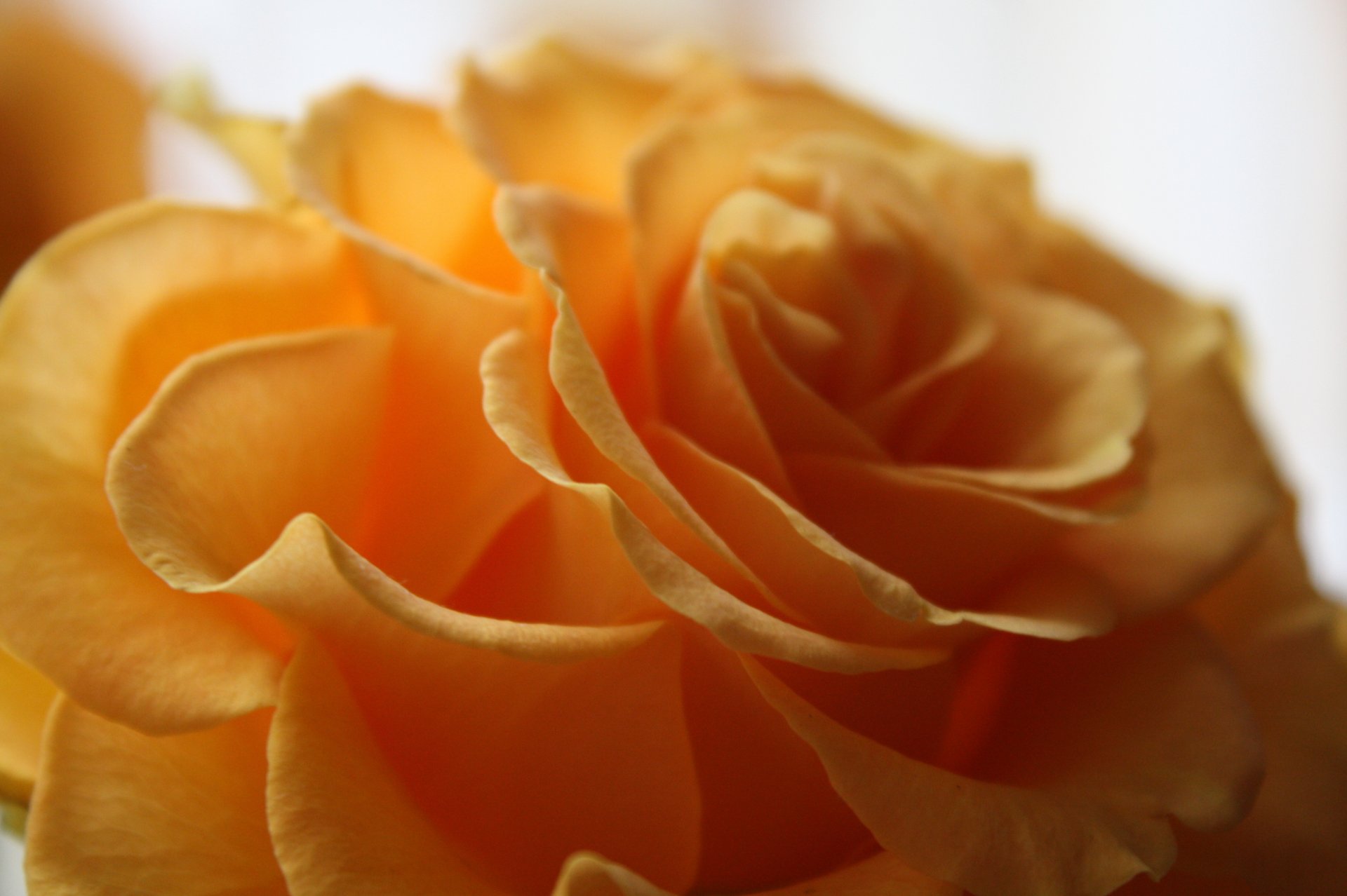 close up flower rose yellow petal