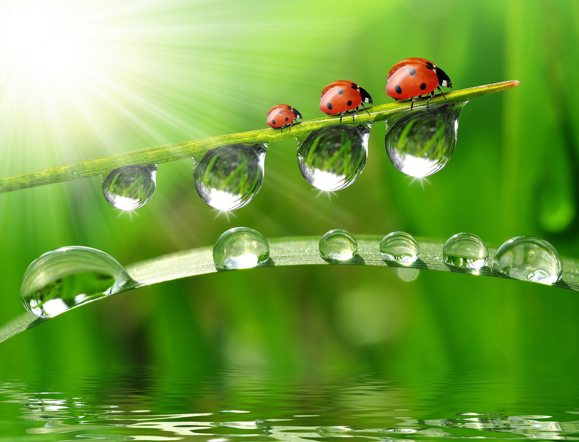 macro acqua riflessione filo d erba gocce coccinelle