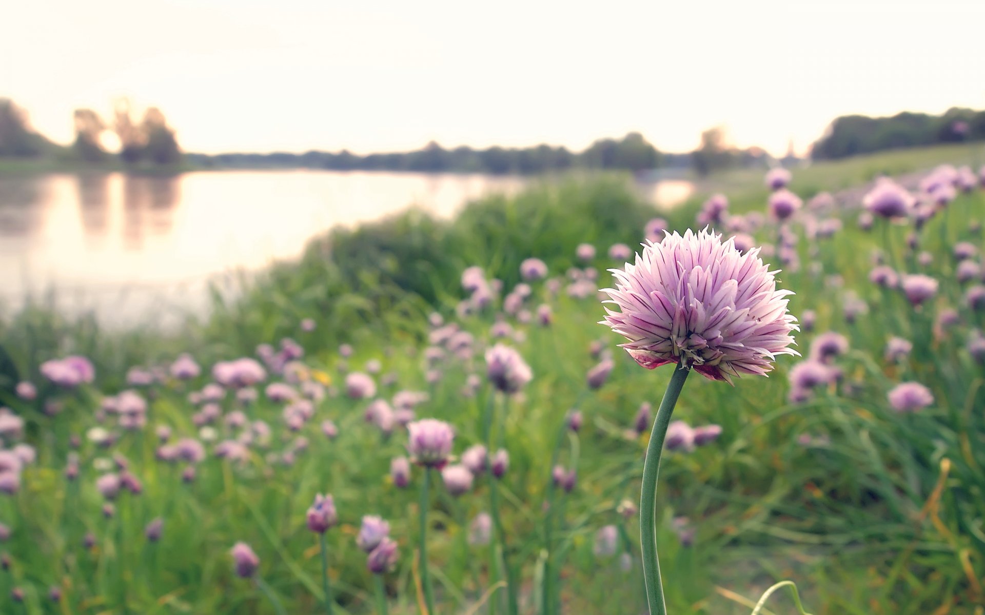 natura kwiaty polana cebula czapki różowe jezioro