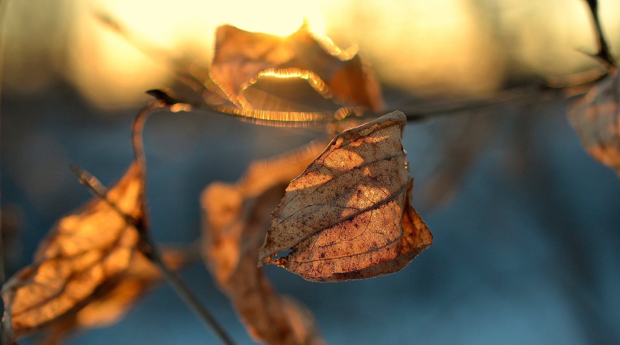 feuille sec gros plan bokeh