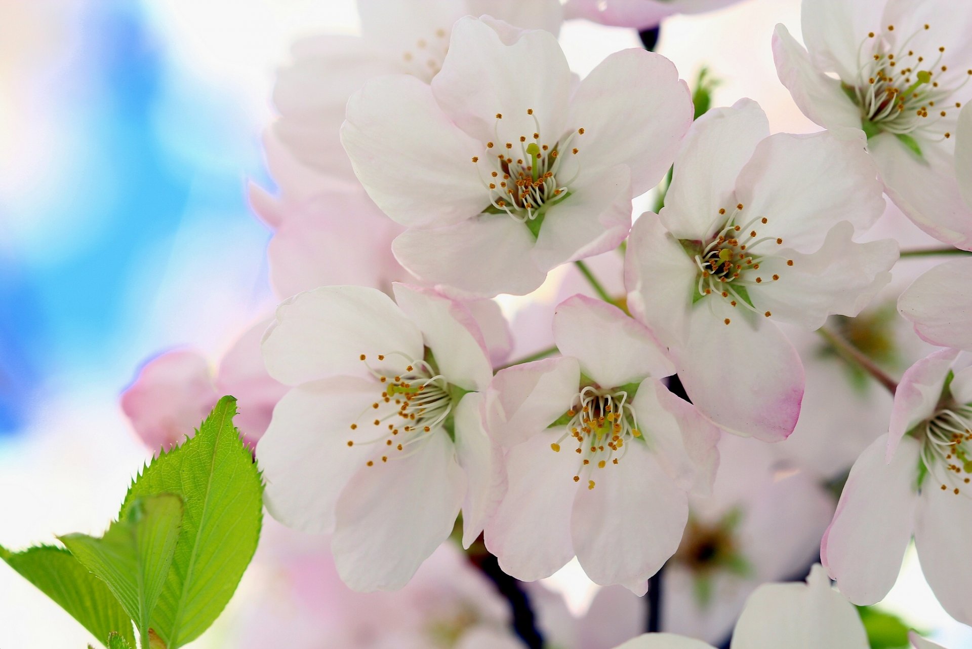 cerezo flores floración