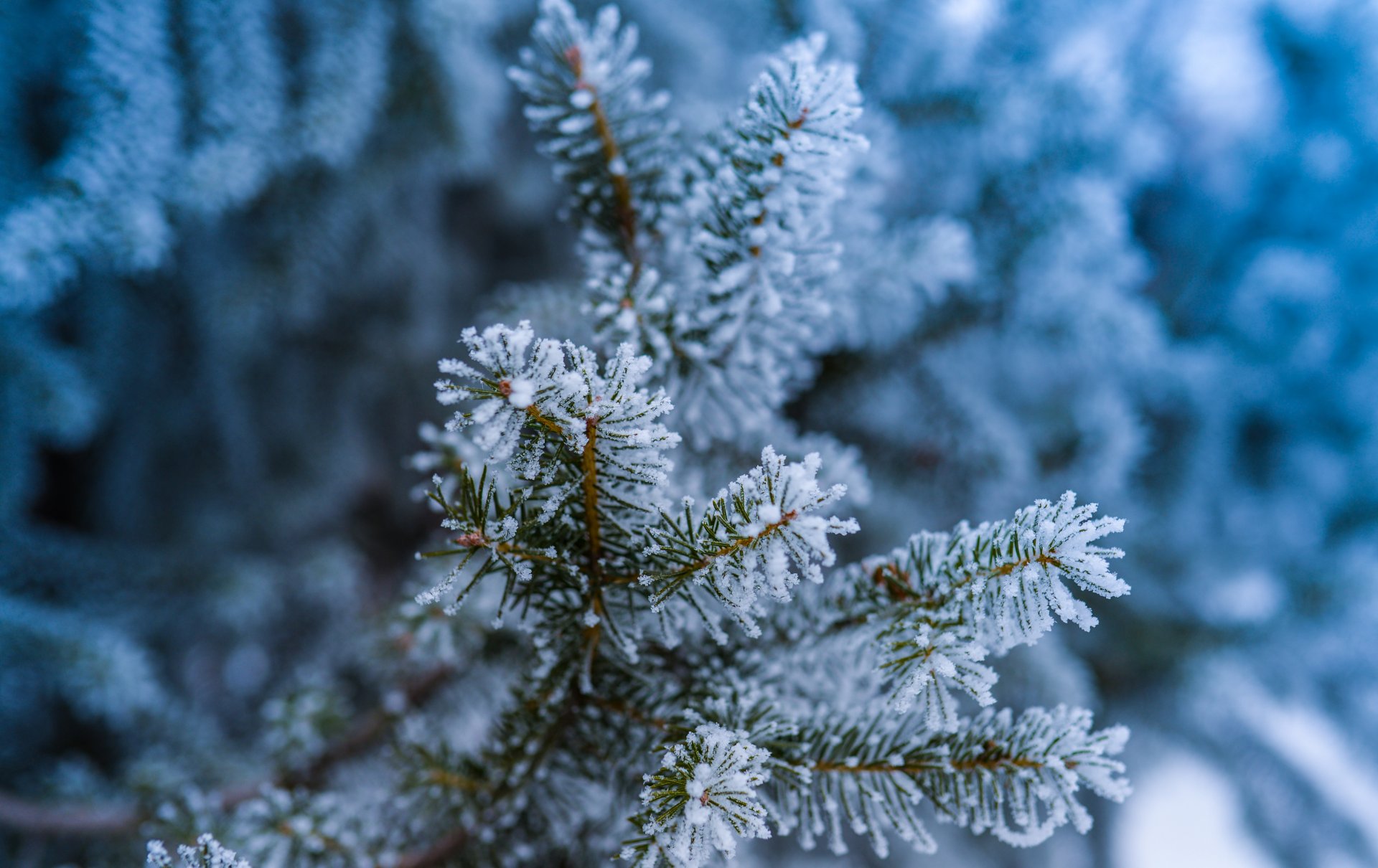 sapin arbre branches aiguilles aiguilles forêt givre neige gel hiver gros plan bokeh nature