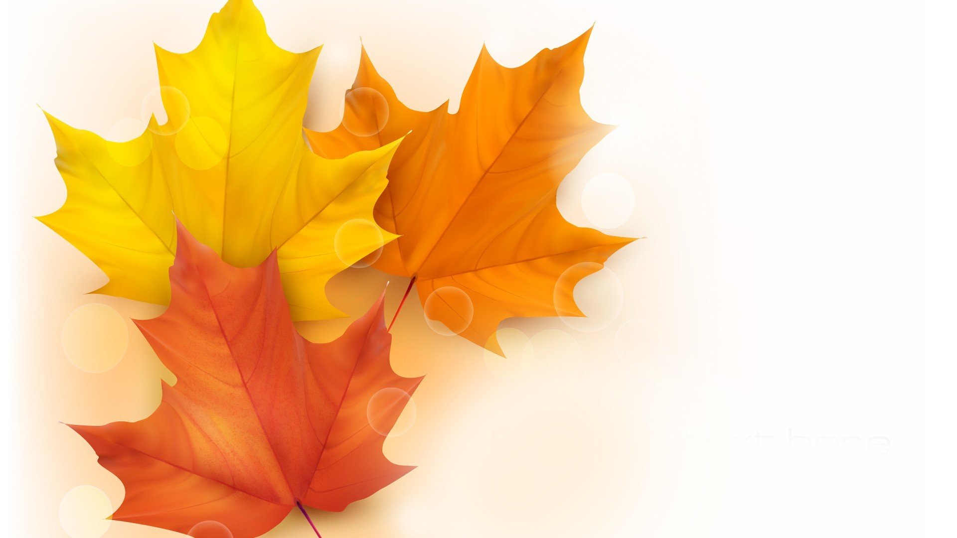 leaves maple autumn highlight vector