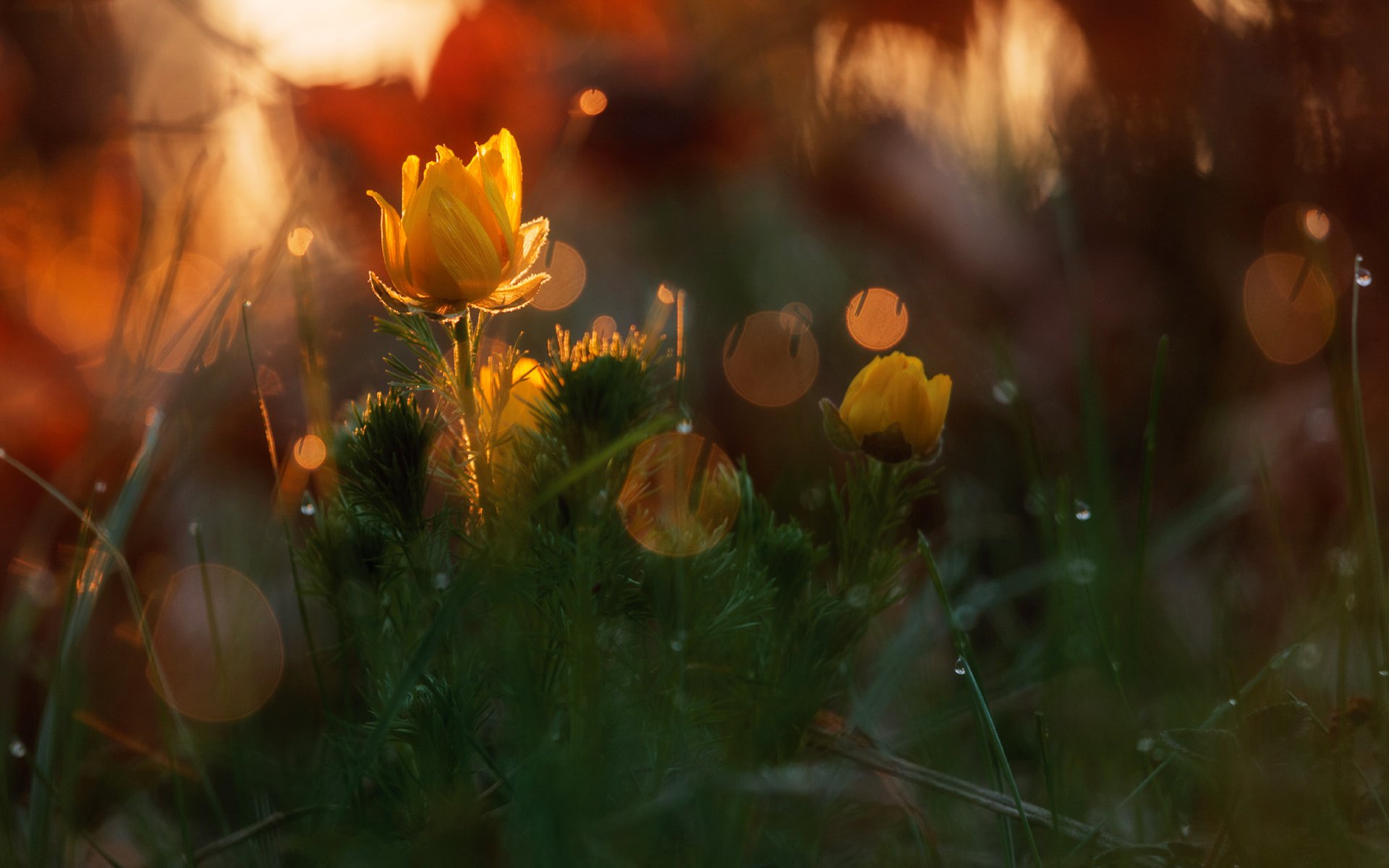 adonis flower spring nature forest drops reflections light bokeh close up