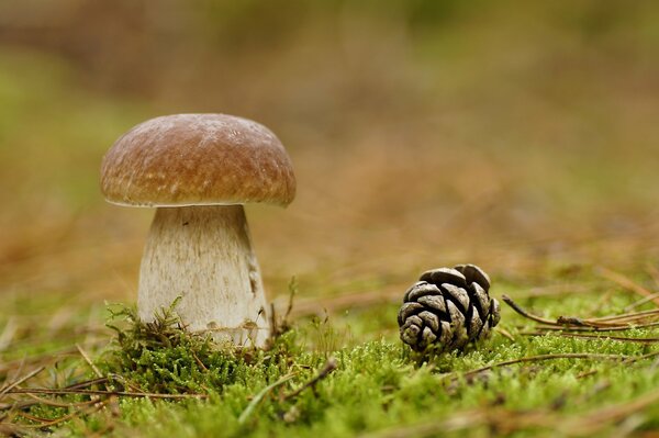 Ein schöner Pilz und eine Beule liegt auf Moos