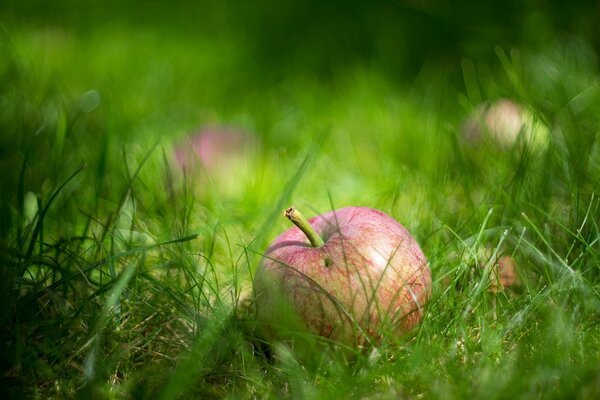 Pomme dans l herbe verte juteuse