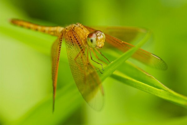 Beautiful dragonfly on a photo sheet