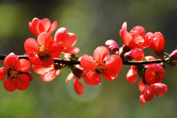 Весенние красные цветы на ветке
