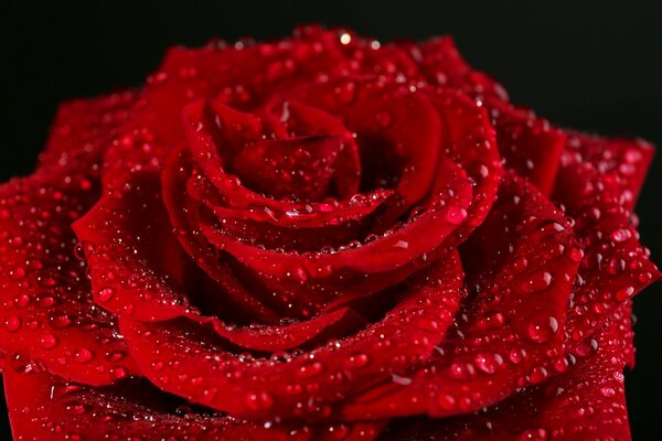 Scarlet rose in dewdrops, close-up photo