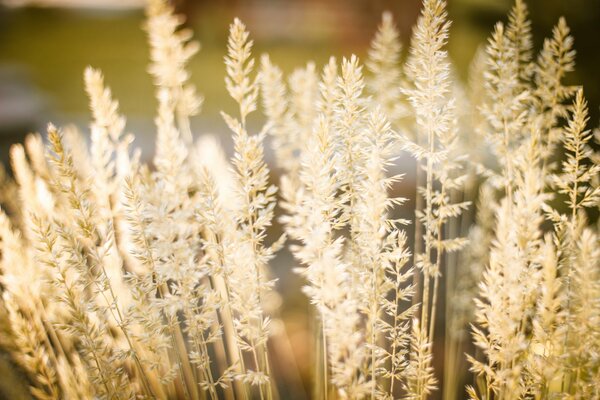 Foto macro di spighe con sfocatura