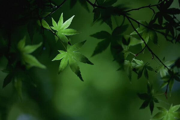 Bright leaves on a branch