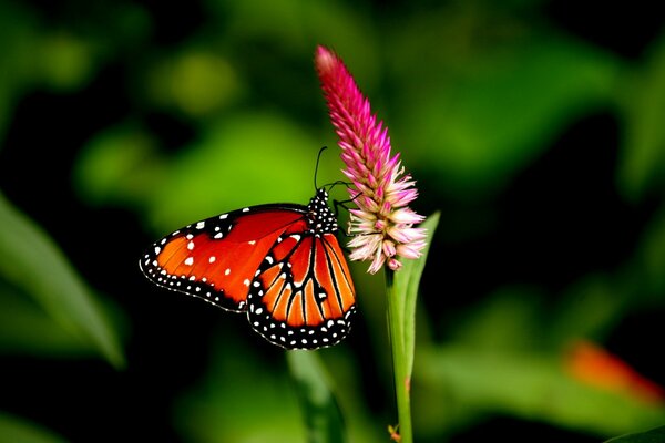Motyl na kwiatku w ogrodzie zielonym