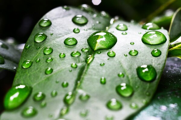 Dew on a green leaf