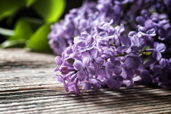 Viola lilla sul tavolo di legno