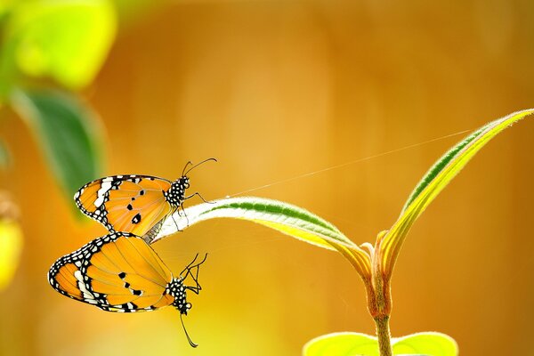 Two yellow butterflies are sitting on a plant