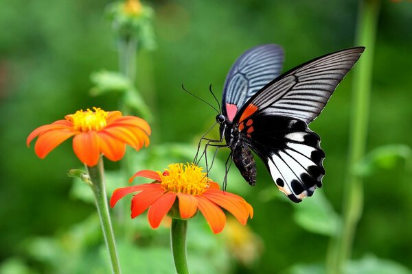 Ein Schmetterling auf einer blühenden Blume. Schöne Natur