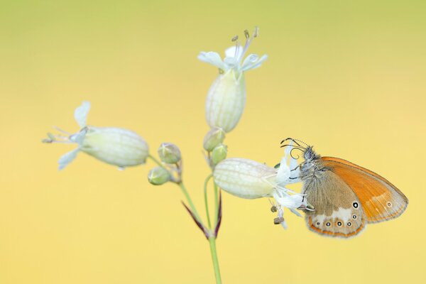 Бабочка и лилия на желтом фоне