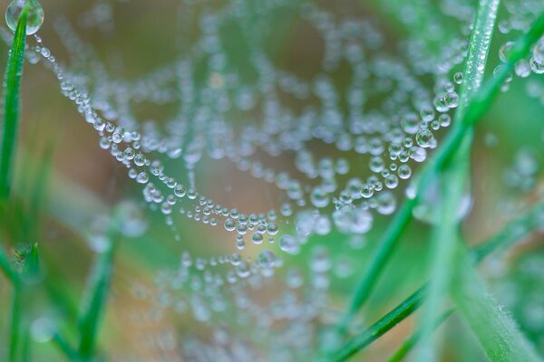 Morning dew drops on a cobweb