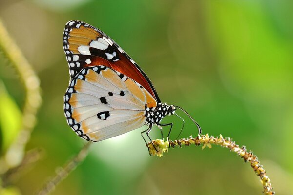 Farfalla sulla pianta macro