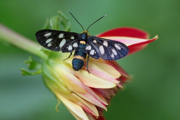 Mariposa con alas negras sobre Dalia roja