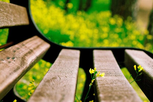 Verschwommene gelbe Blumen und ein Makrobild einer Bank