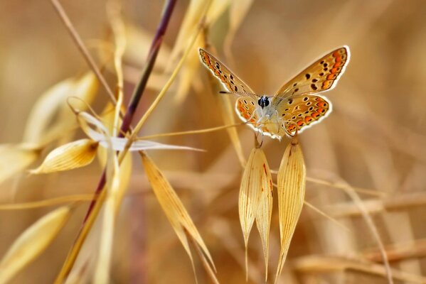 Der Schmetterling setzte sich auf einen trockenen Rasen