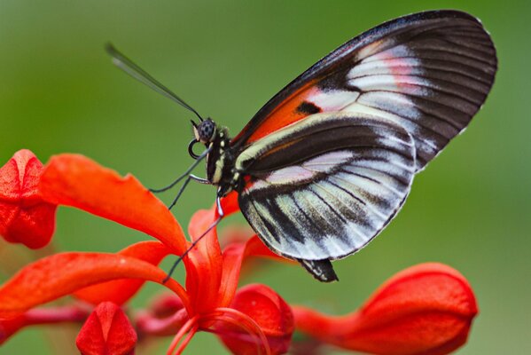 Hermosa polilla en una flor roja