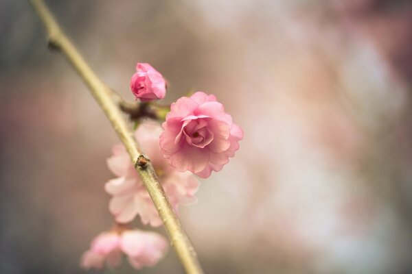 Sakura-Blume in der Makroaufnahme rosa