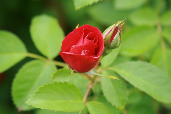 Rose und Blütenblätter. Blühende Blume