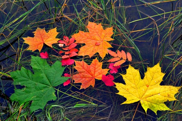 Autumn multicolored maple leaves