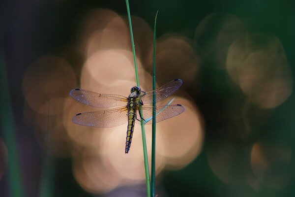 A beautiful dragonfly sat on a thin blade of grass