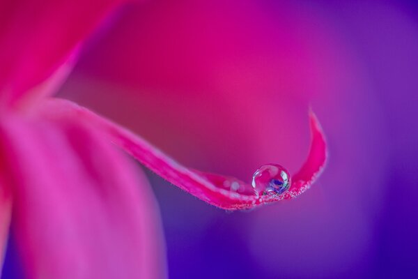 A drop of water on a bright pink petal of the amazing beauty of the plant