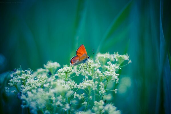 Morgen Sommer Schmetterling