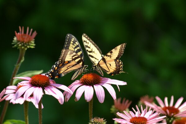 Zwei Schmetterlinge setzten sich auf eine Blume