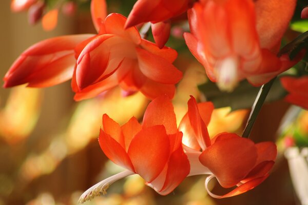 Летние изумительные цветы ярко-оранжевого цвета