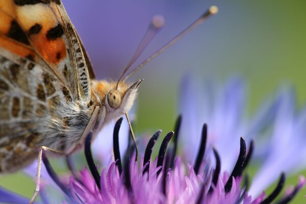 Butterfly on a flower on a blurry background