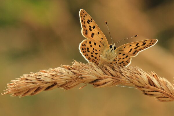 Spotted orange moth on a spike